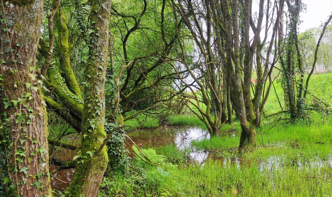 zone-humide-etude-ges